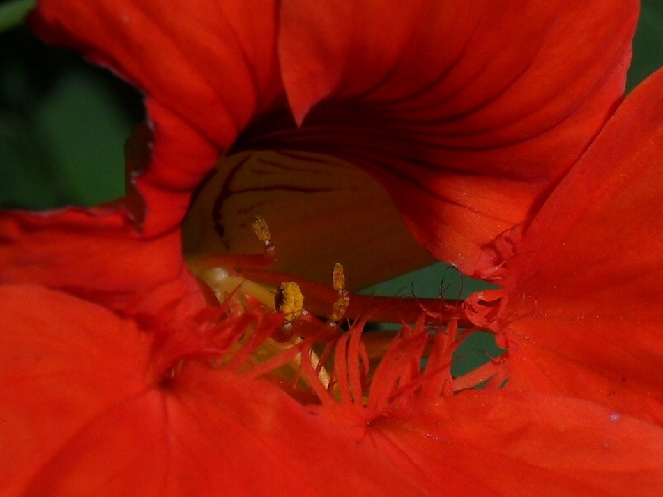 Lichořeřišnice vnitřek květu